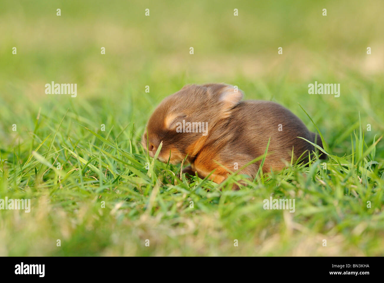 Netherland Dwarf assis sur l'herbe, side view Banque D'Images