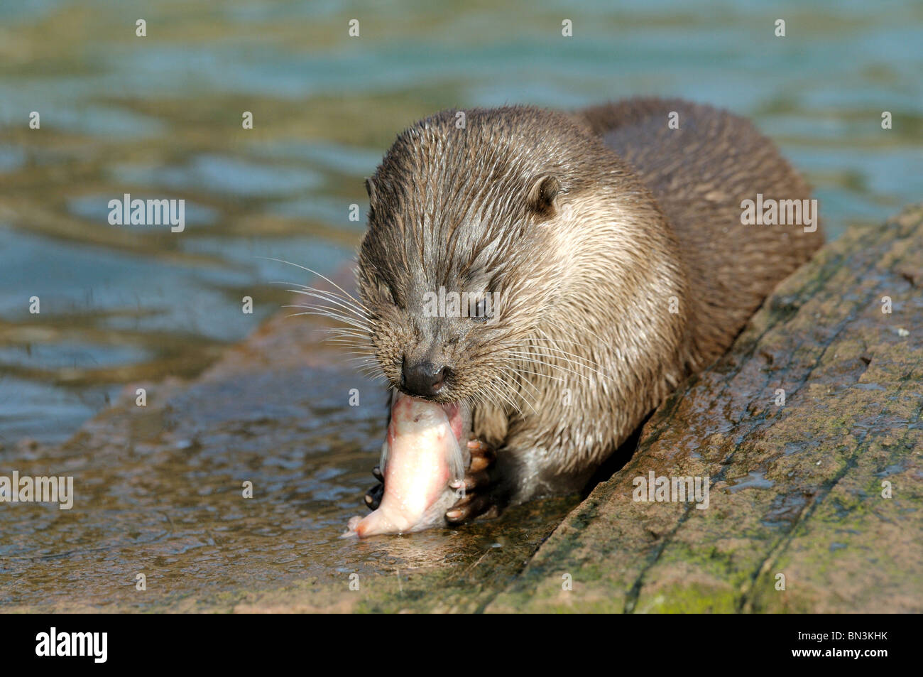 La loutre (Lutra lutra) manger un poisson, close-up Banque D'Images