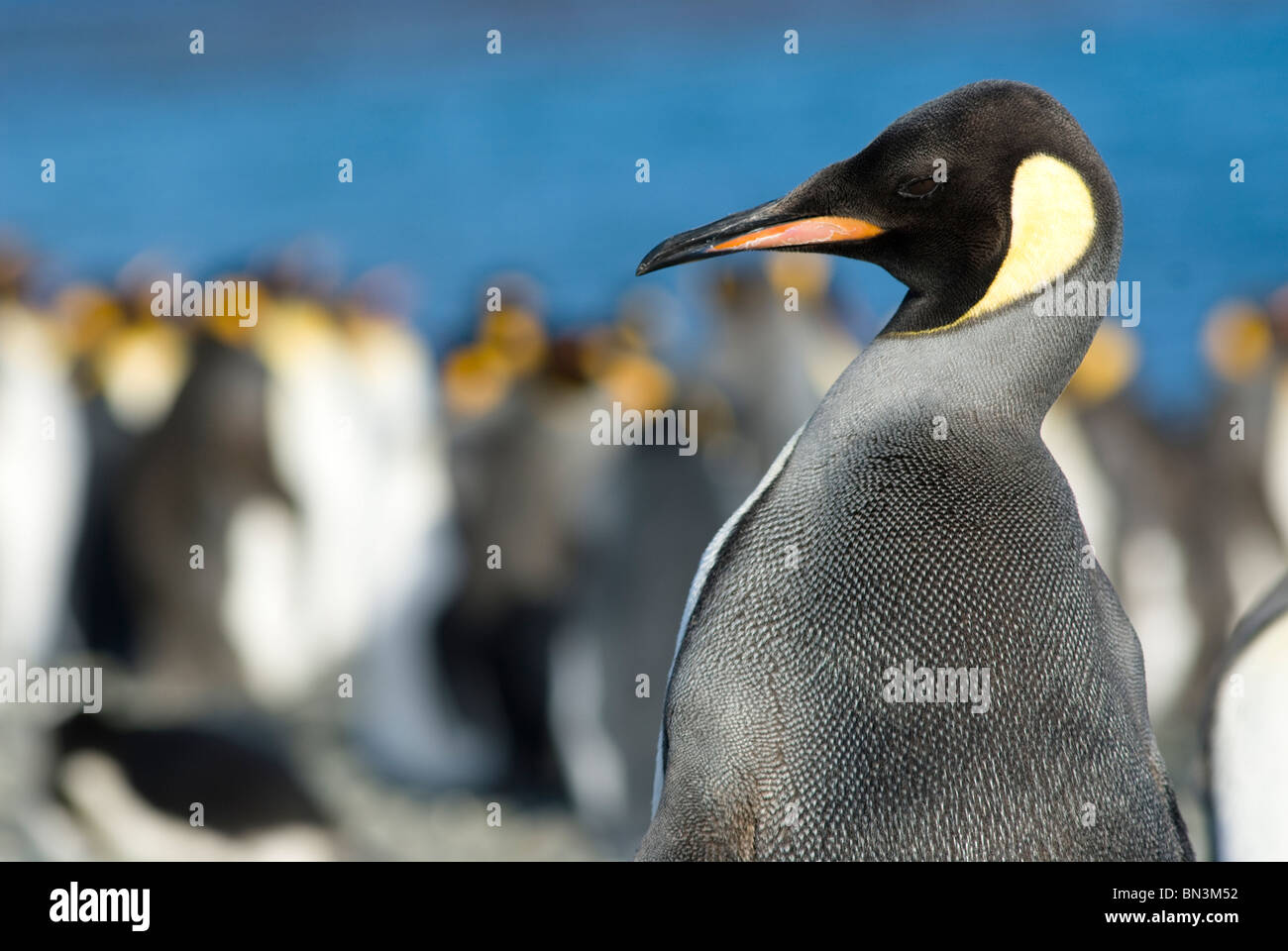 Roi juvénile Pingouin, Aptenodytes patagonicus, Géorgie du Sud Banque D'Images