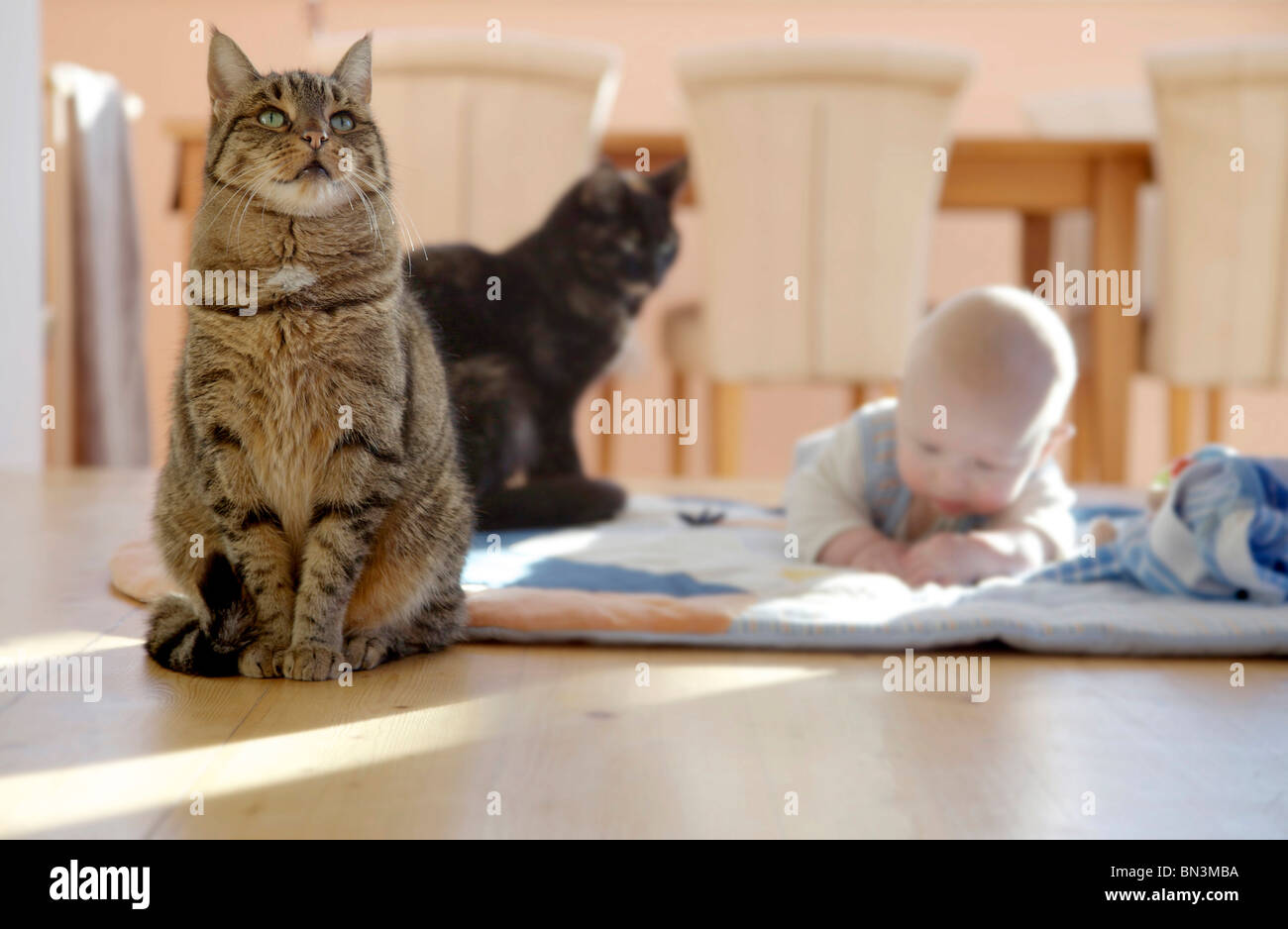 Chat Bebe Banque De Photographies Et D Images A Haute Resolution Alamy