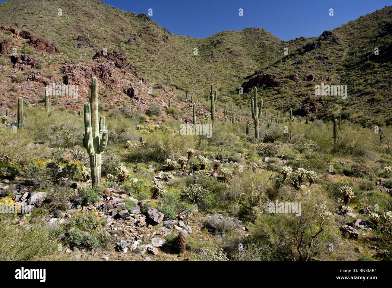 Cactus dans le désert de Sonora, en Arizona, USA Banque D'Images