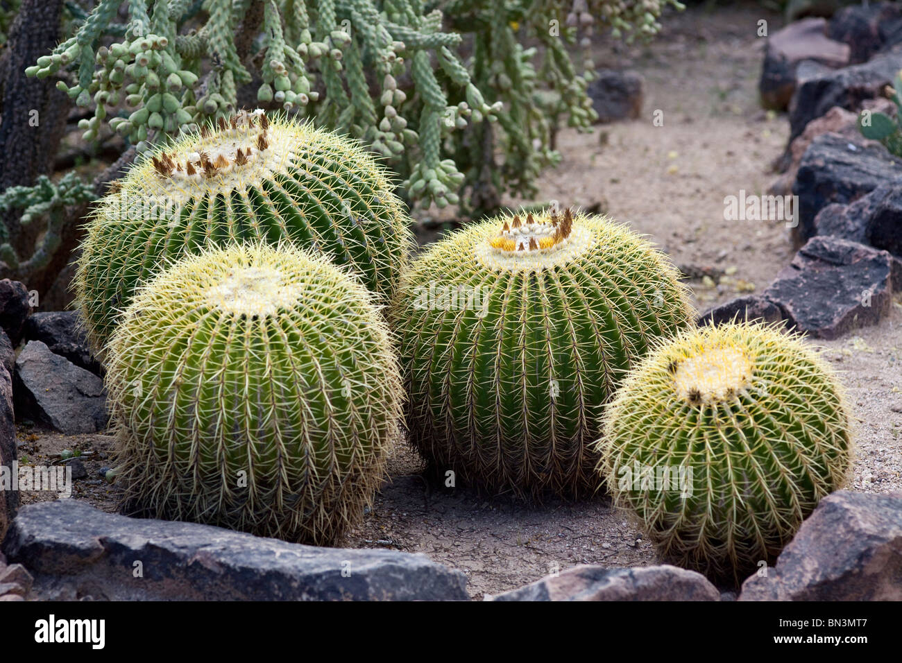 Cactus, Jardin botanique du Désert, Phoenix, Arizona, USA Banque D'Images