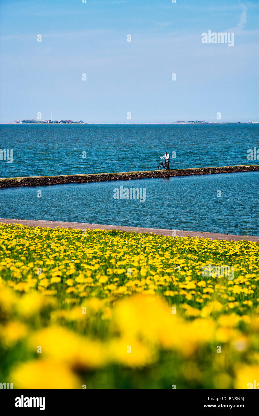 Flower meadow sur une digue, l'homme à vélo dans l'arrière-plan, Hooger Faehre, Pellworm, Allemagne Banque D'Images