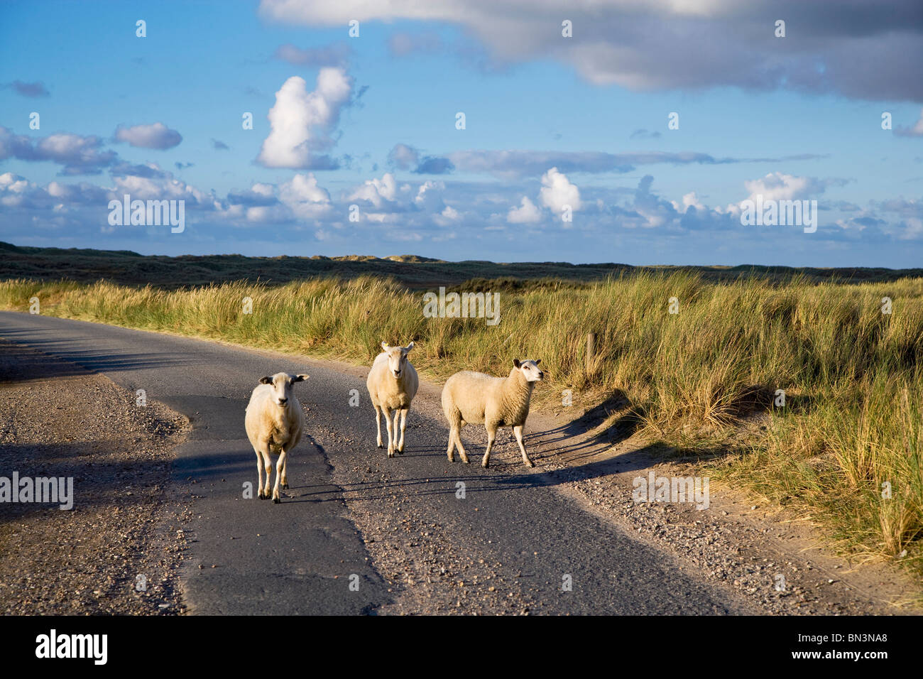 Moutons sur la route, Ellenbogen, Sylt, Allemagne Banque D'Images