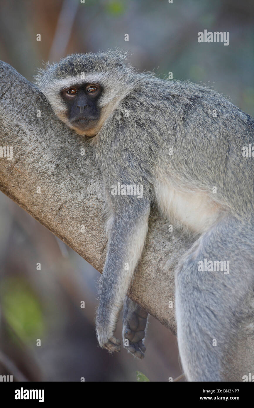 Singe vert, Cercopithecus aethiops, couché sur une branche, réserve de chasse Pilanesberg, North West, South Africa, Africa Banque D'Images