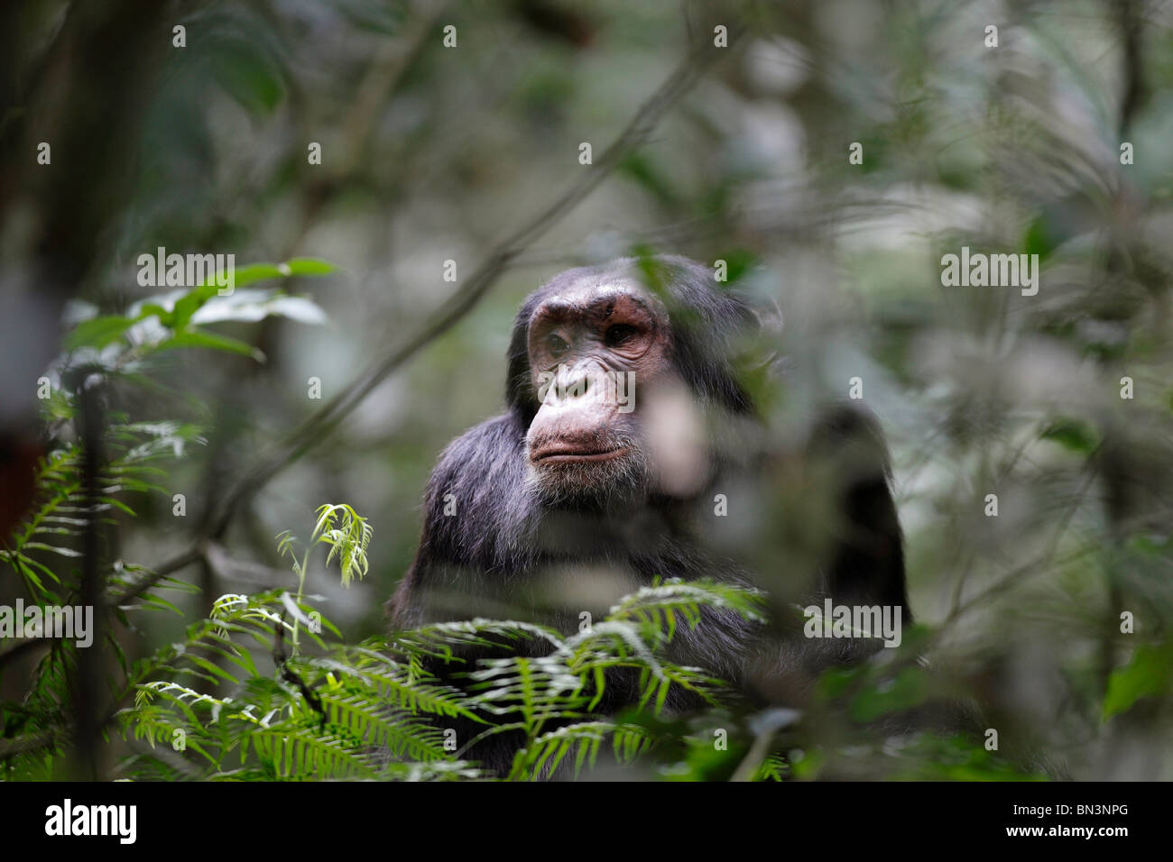 Le chimpanzé, Pan troglodytes, parc national de Kibale, en Ouganda, en Afrique de l'Est, l'Afrique Banque D'Images