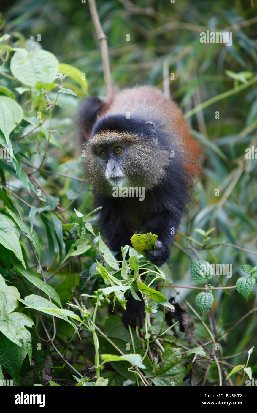 Golden Monkey, Cercopithecus mitis kandti Virunga, Rwanda, le parc national, l'Afrique de l'Est, l'Afrique Banque D'Images