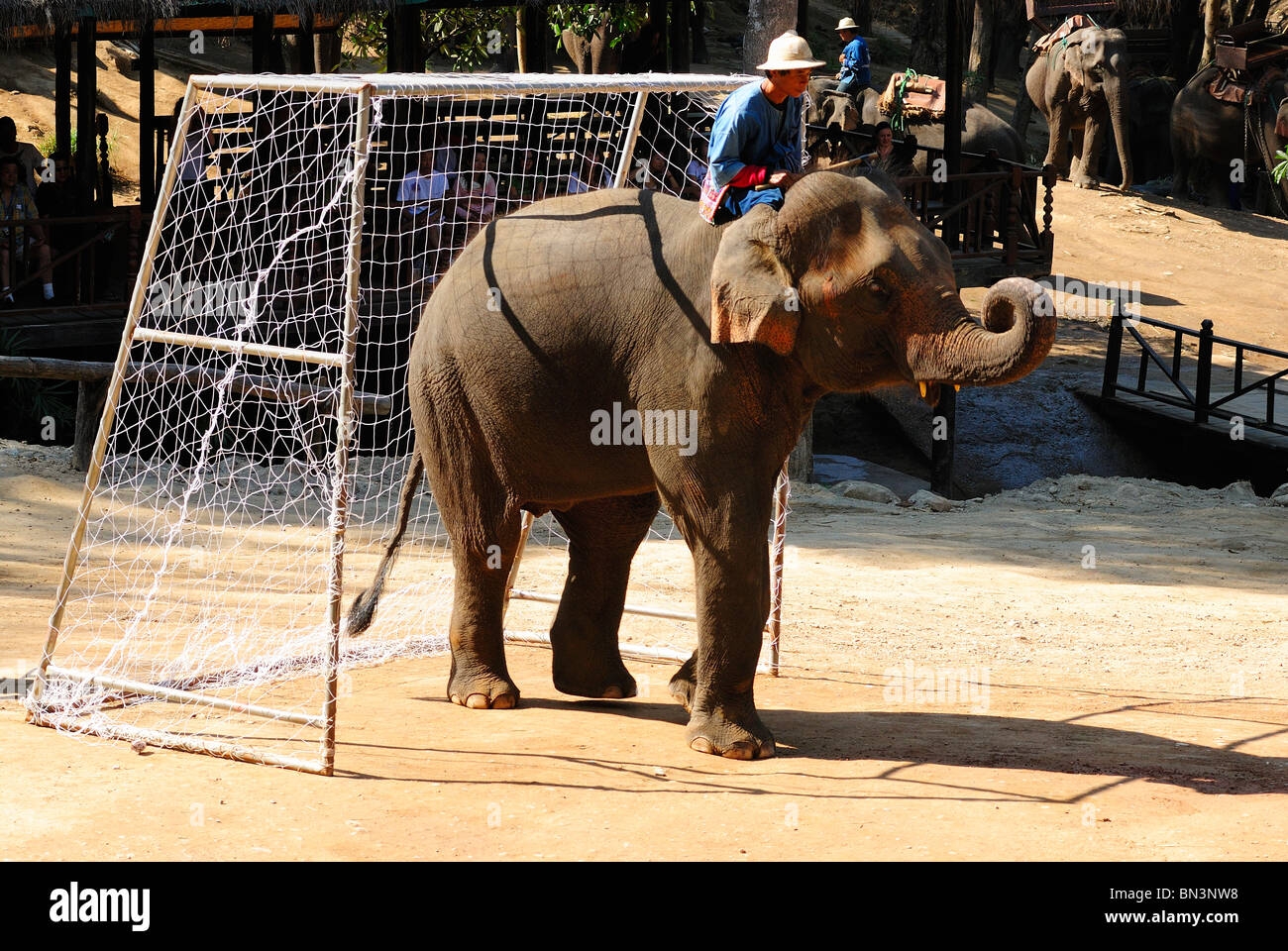 Jouer au soccer à l'éléphant Maesa camp, Chiang Mai, Thaïlande, Asie du Sud-Est Banque D'Images Jouer au soccer à l'éléphant Maesa camp, Chiang Mai, Thaïlande, Asie du Sud-Est Banque D'Images