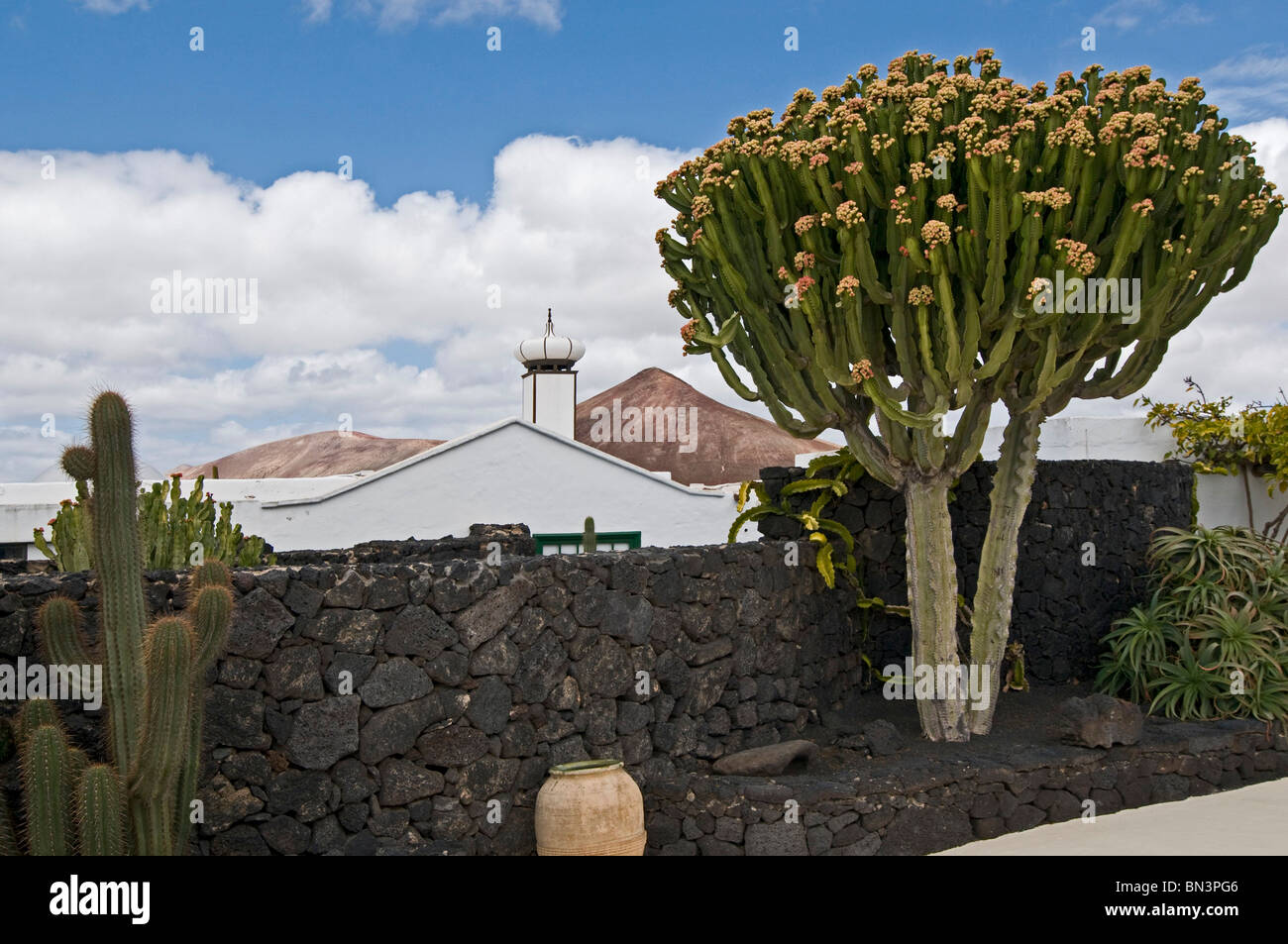 Taro de Tahiche, Fundación César Manrique, Lanzarote, Canary Islands, Spain, Europe Banque D'Images