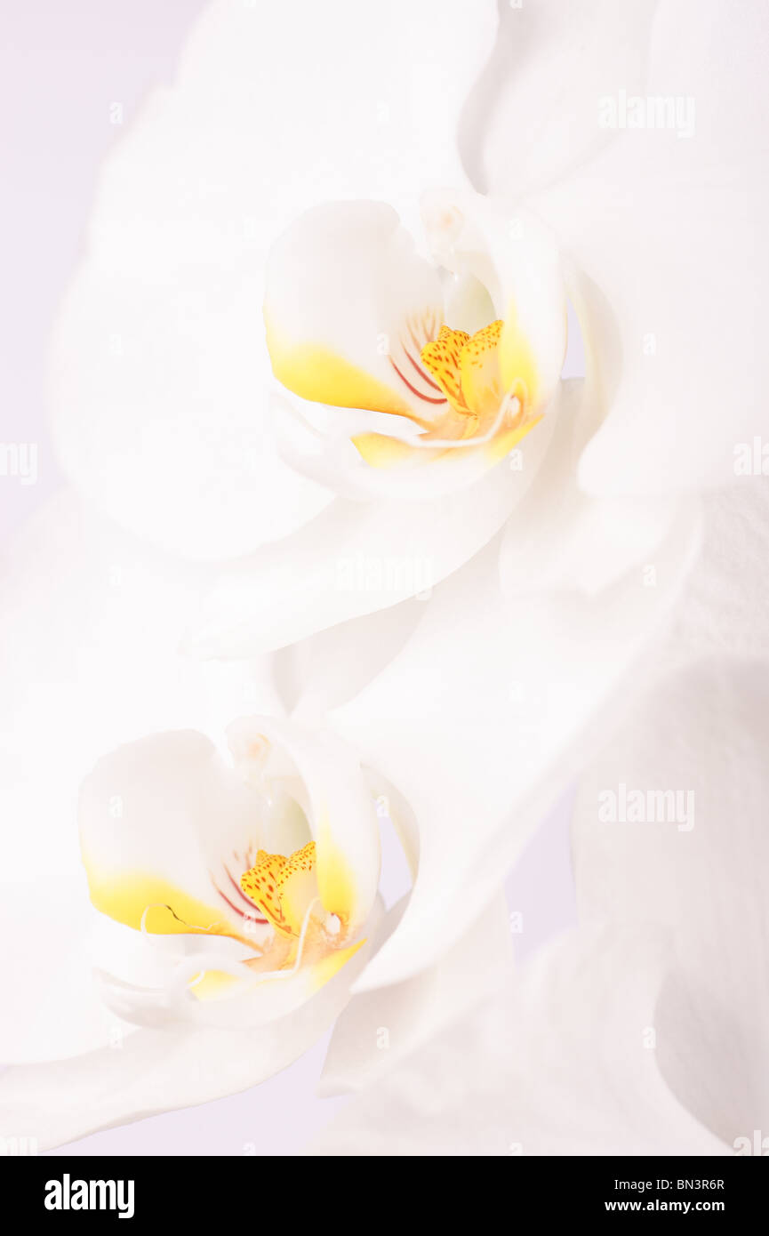 Close-up de deux Phalaenopsis aphrodite fleurs. Studio shot. Banque D'Images