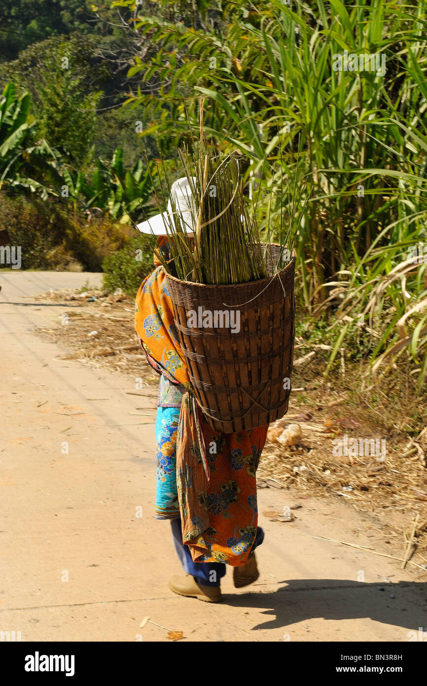 Femme marche sur une route portant un panier plein d'une herbe pour la fabrication de manches à l'extérieur d'un village Hmong, Mae Hong Son, Thaïlande du Nord, Banque D'Images
