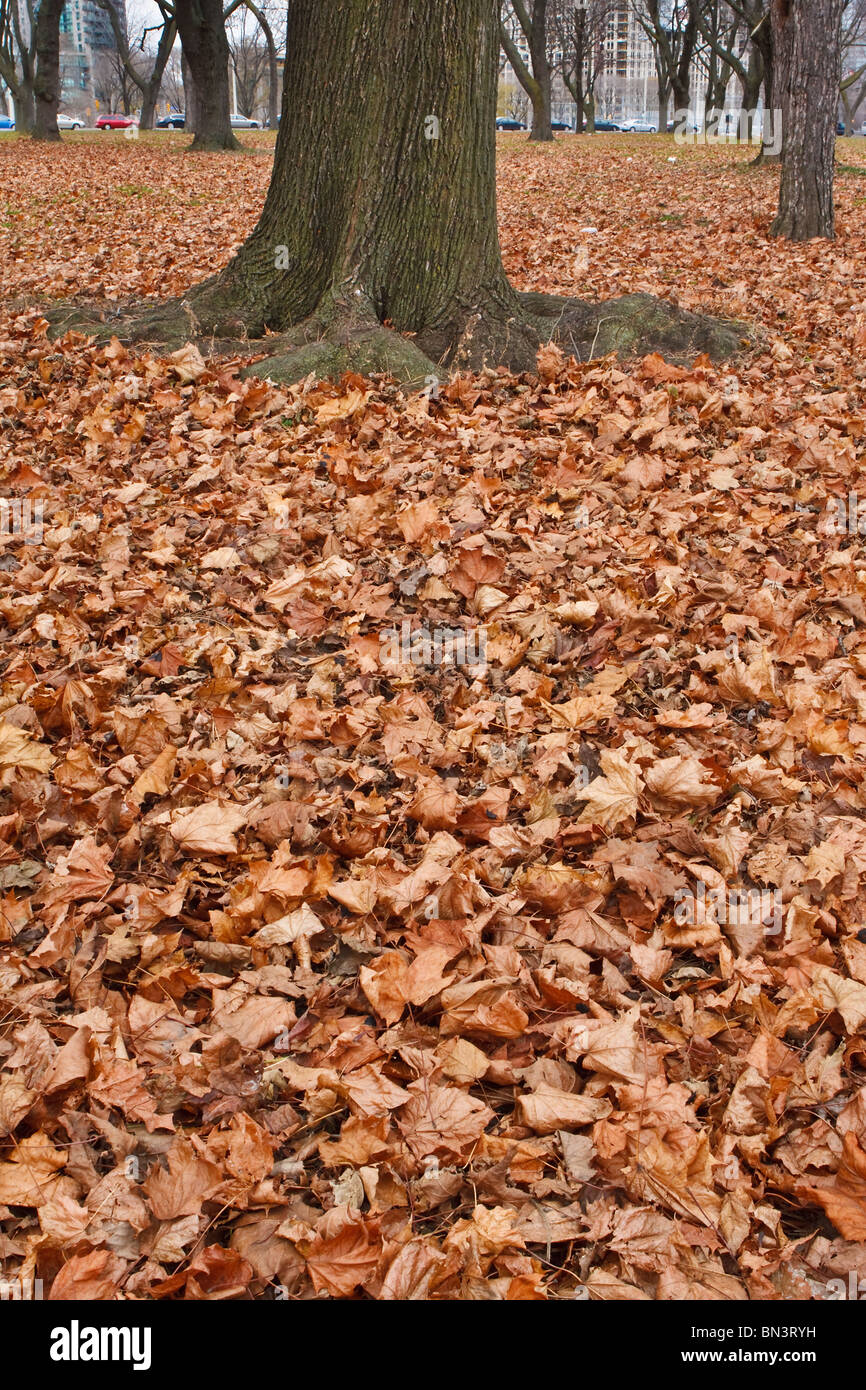 Les feuilles des arbres de chêne tombée à Coronation Park, Toronto, Ontario Banque D'Images