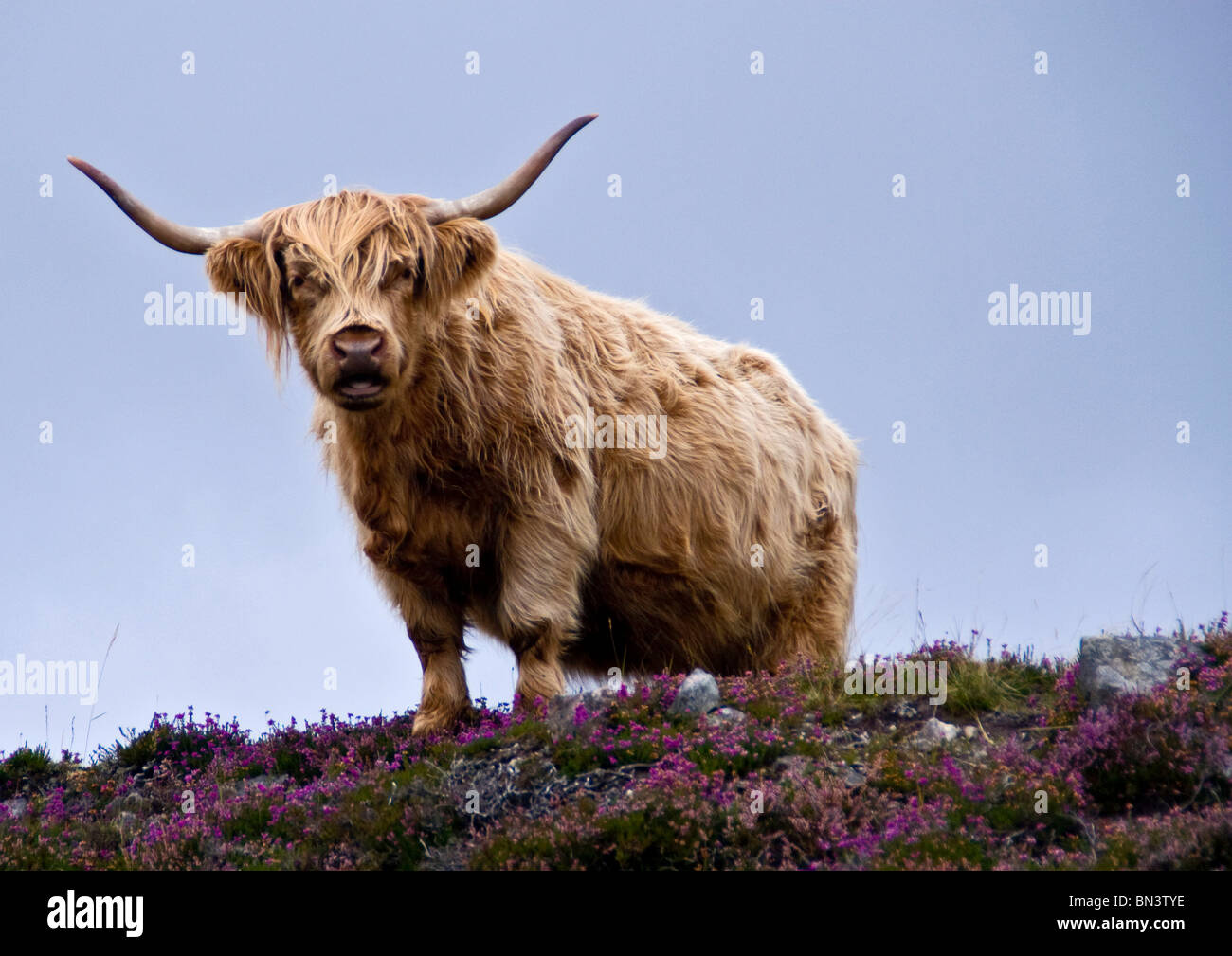 Low angle view of yak Banque D'Images