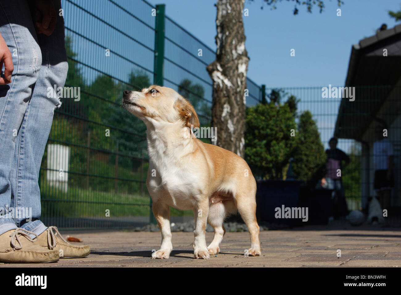 Dog (Canis lupus f. familiaris), petit chien dans un sanctuaire d'approxiating avec incertitude une femme Banque D'Images
