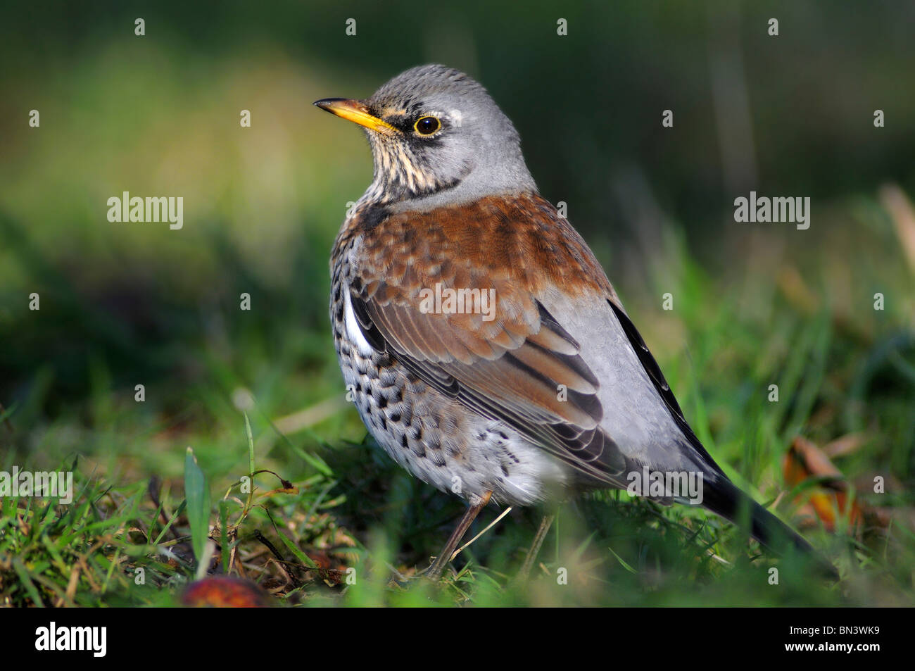 Alimentation Fieldfare exceptionnels sur les pommes à cidre, Dorset, UK Décembre 2008 Banque D'Images