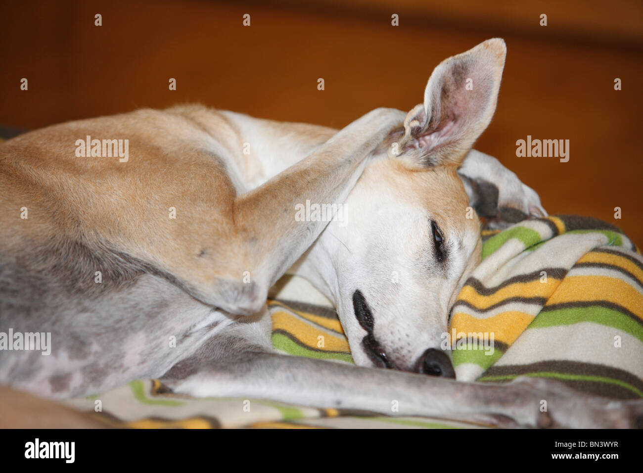 9 ans dormir avec un Greyhound paw derrière la tête Banque D'Images