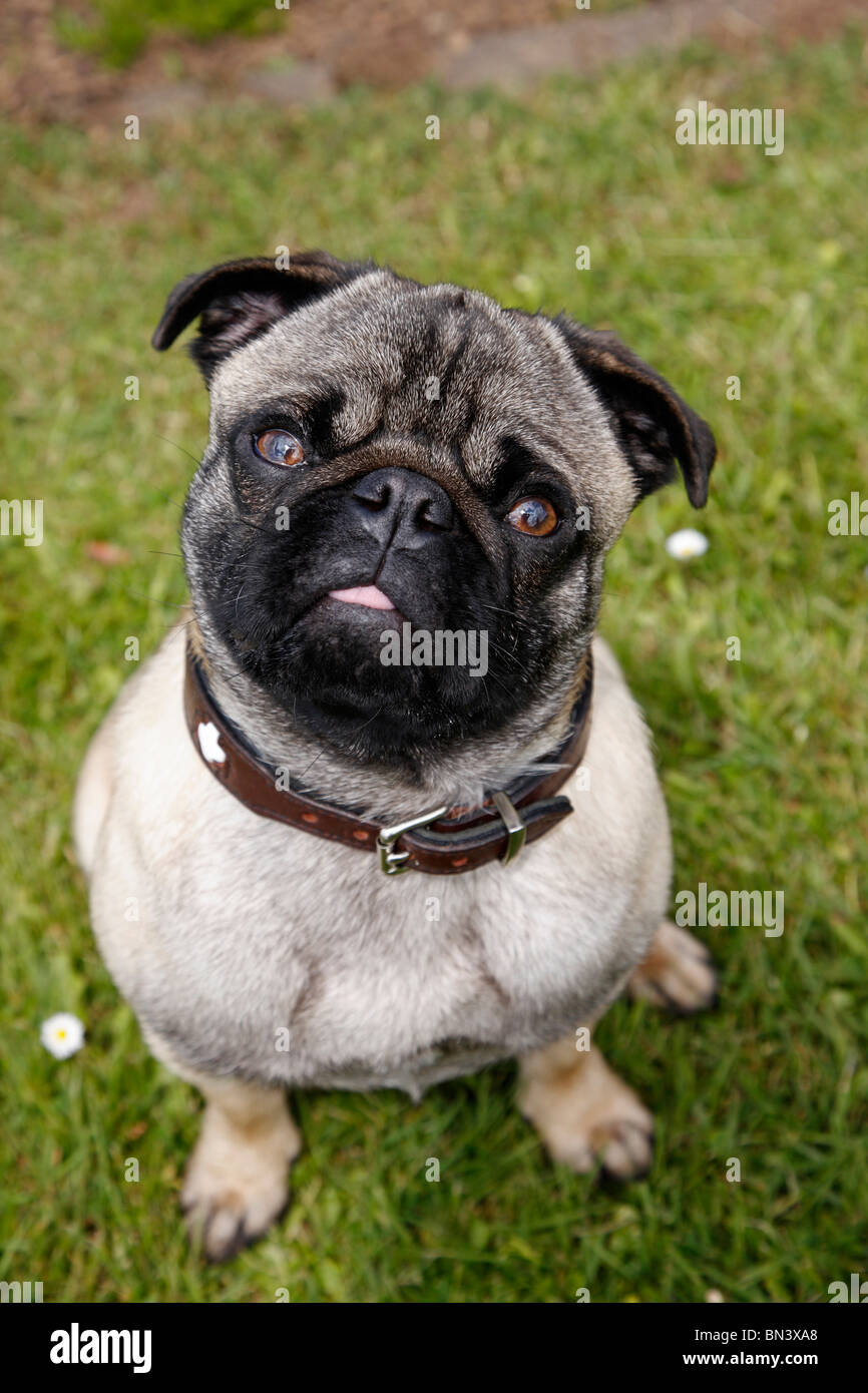 Bouledogue français carlin mix Banque de photographies et d’images à haute résolution Alamy