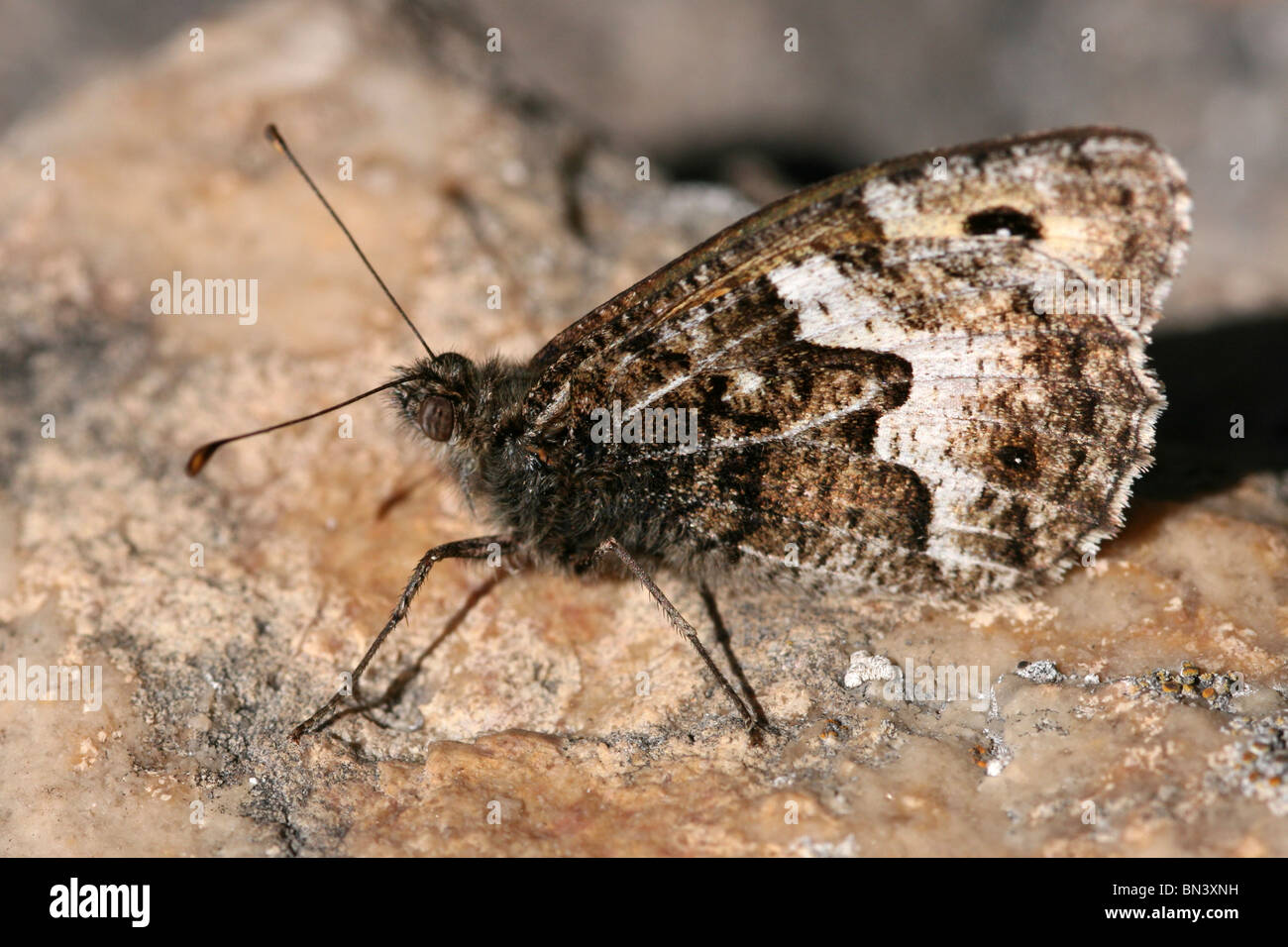 Papillon de l'ombre de semele thyone Clotilde ssp. Pris sur le Great Orme, Llandudno, au Pays de Galles Banque D'Images