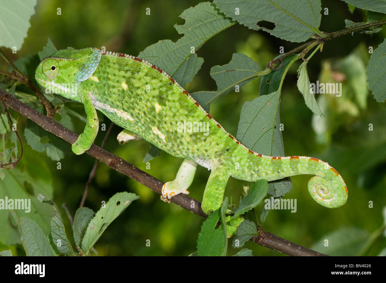 Close up de volets-necked caméléon, Chameleo delepis Banque D'Images