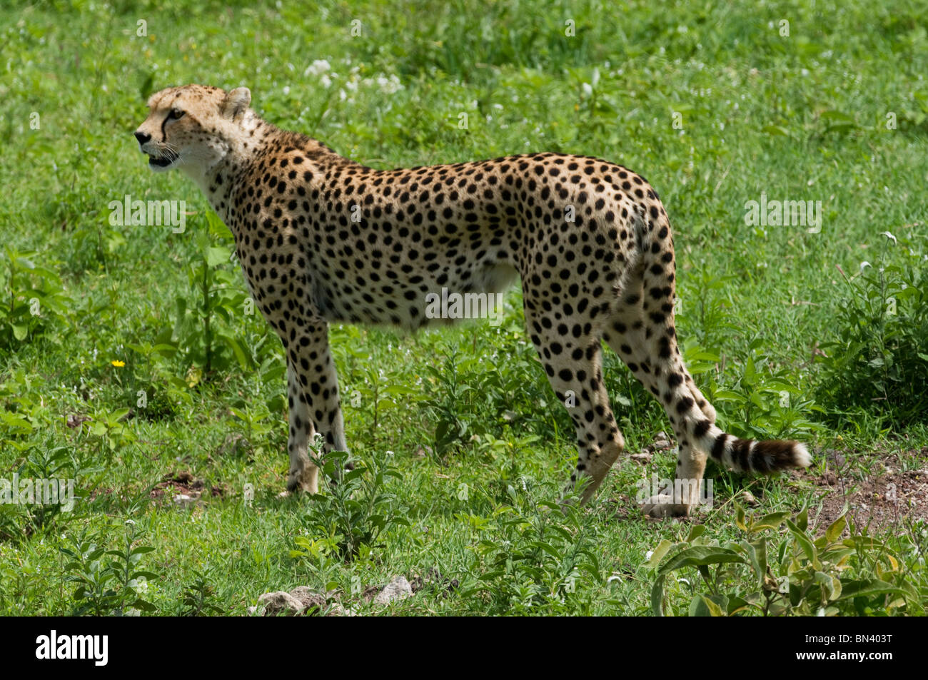 Cheetah d'alerte permanent dans l'herbe Banque D'Images