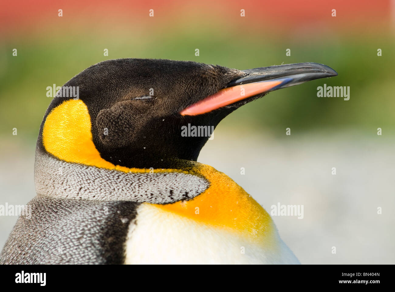 Un roi Pingouin, Aptenodytes patagonicus, sieste, la Géorgie du Sud Banque D'Images