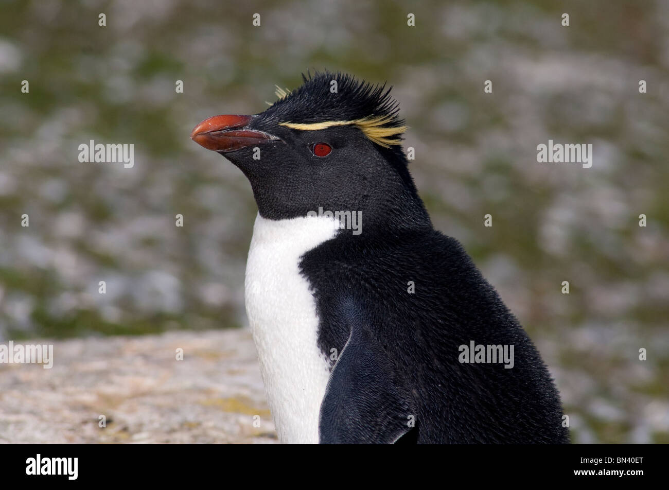 Îles Falkland, West Falkland, Saunders Island. Le Sud Rockhopper Penguin (Eudyptes chrysocome) sauvage : Banque D'Images