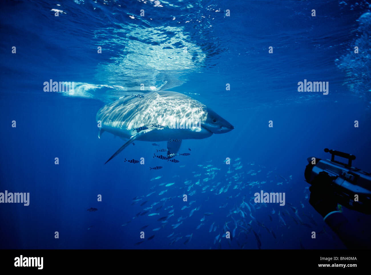 Diver photographing Grand requin blanc (Carcharodon carcharias) avec du poisson pilote symbiotique (Naucrates ductor) Banque D'Images