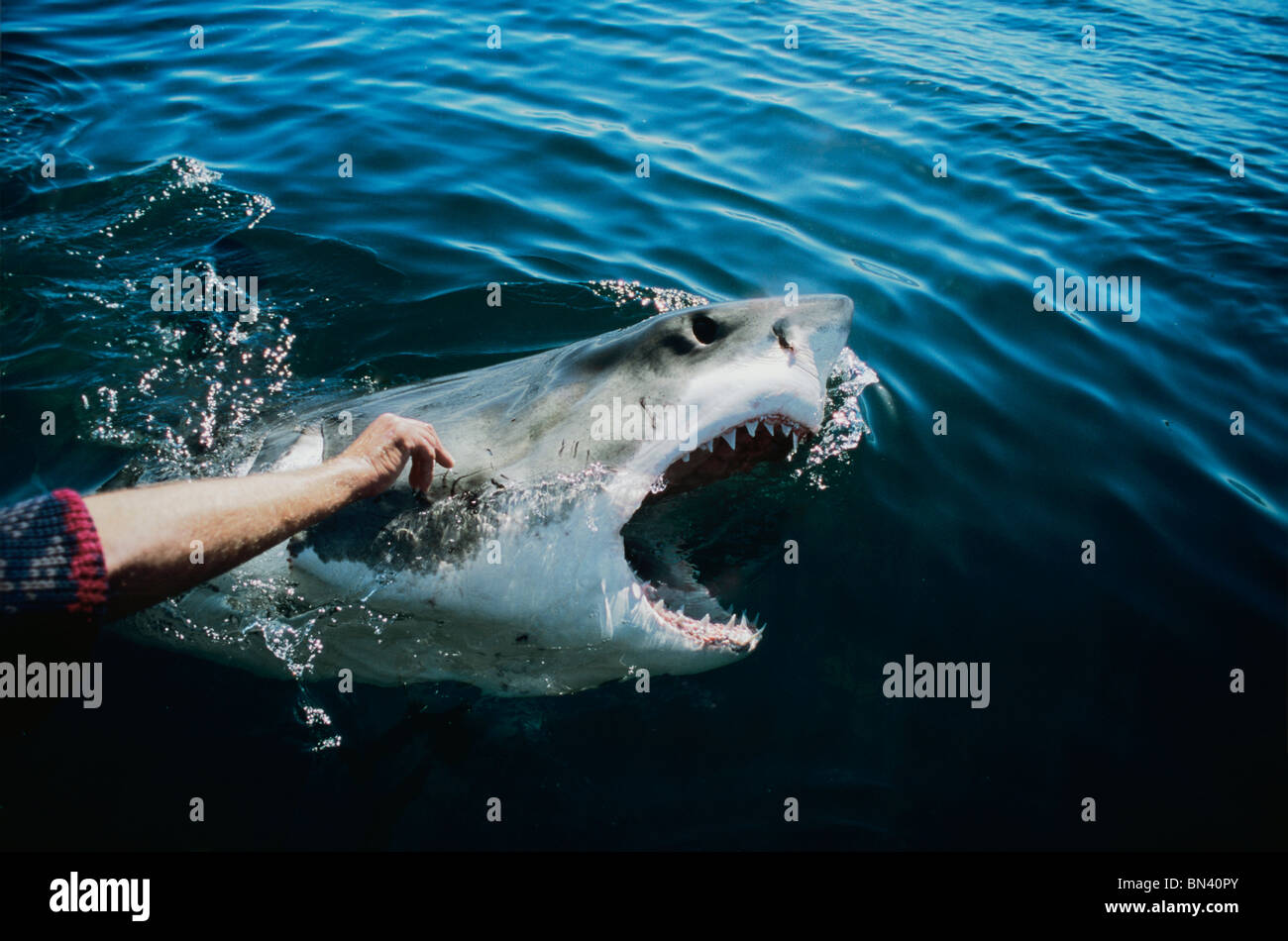 Chatouillant jusqu'Grand requin blanc en Afrique du Sud Banque D'Images
