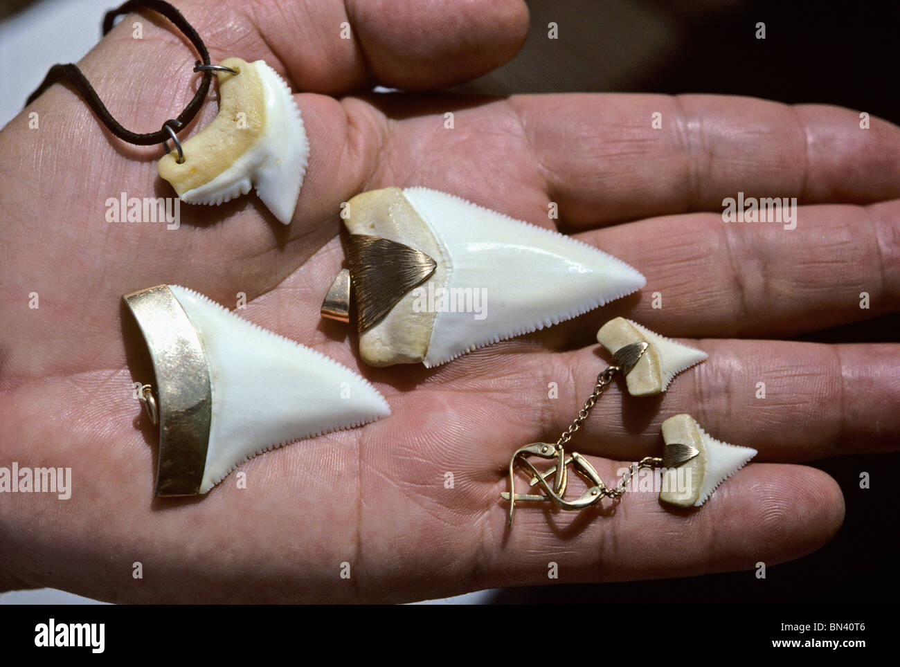 Babioles touristiques fabriqués à partir de dents de grand requin blanc (Carcharodon carcharias) - L'Australie du Sud. Banque D'Images
