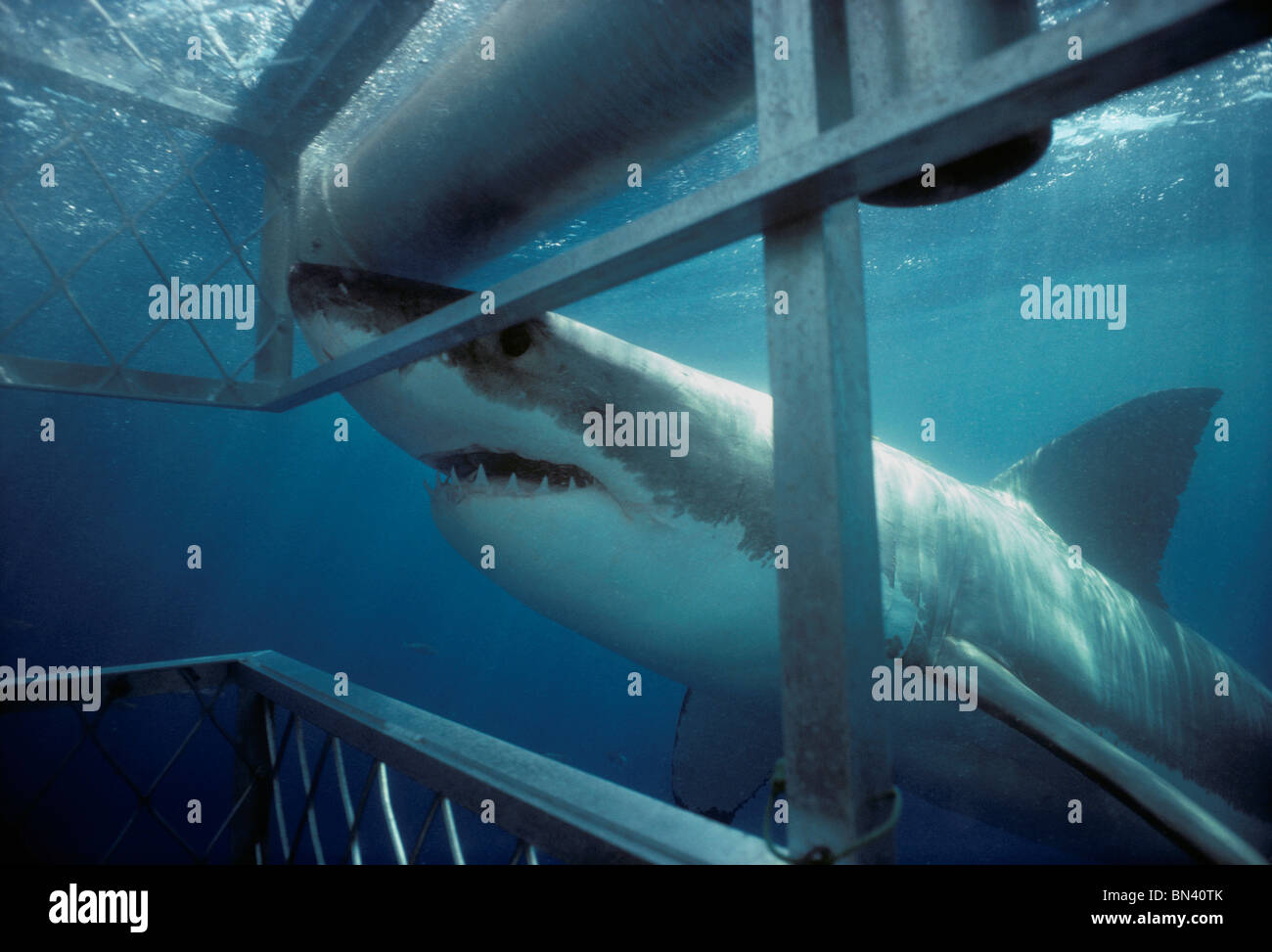 Grand requin blanc (Carcharodon carcharias) attaque de requin de protection cage de plongée, dangereux de corail, Australie du Sud Banque D'Images