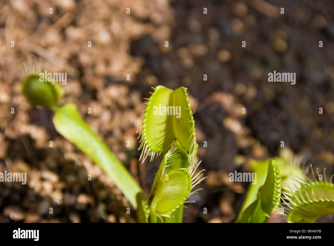 Dionea muscipula Venus Fly Trap Banque D'Images