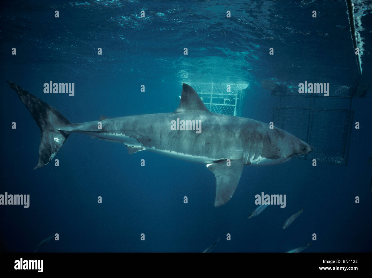 Tournage plongeur Grand requin blanc (Carcharodon carcharias) à partir de la cage de protection, dangereux de corail, Australie du Sud Banque D'Images