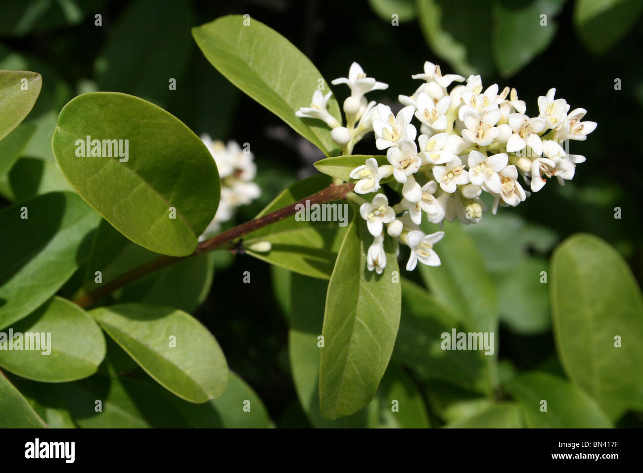 Ligustrum vulgare troène sauvage floraison pris sur le Great Orme, Llandudno, au Pays de Galles Banque D'Images