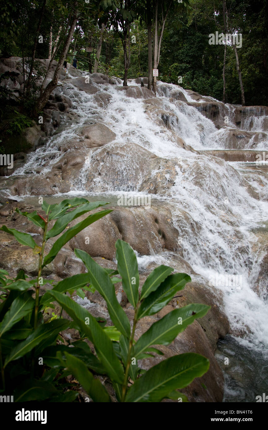 Près de Dunn's River Falls, Jamaïque Banque D'Images