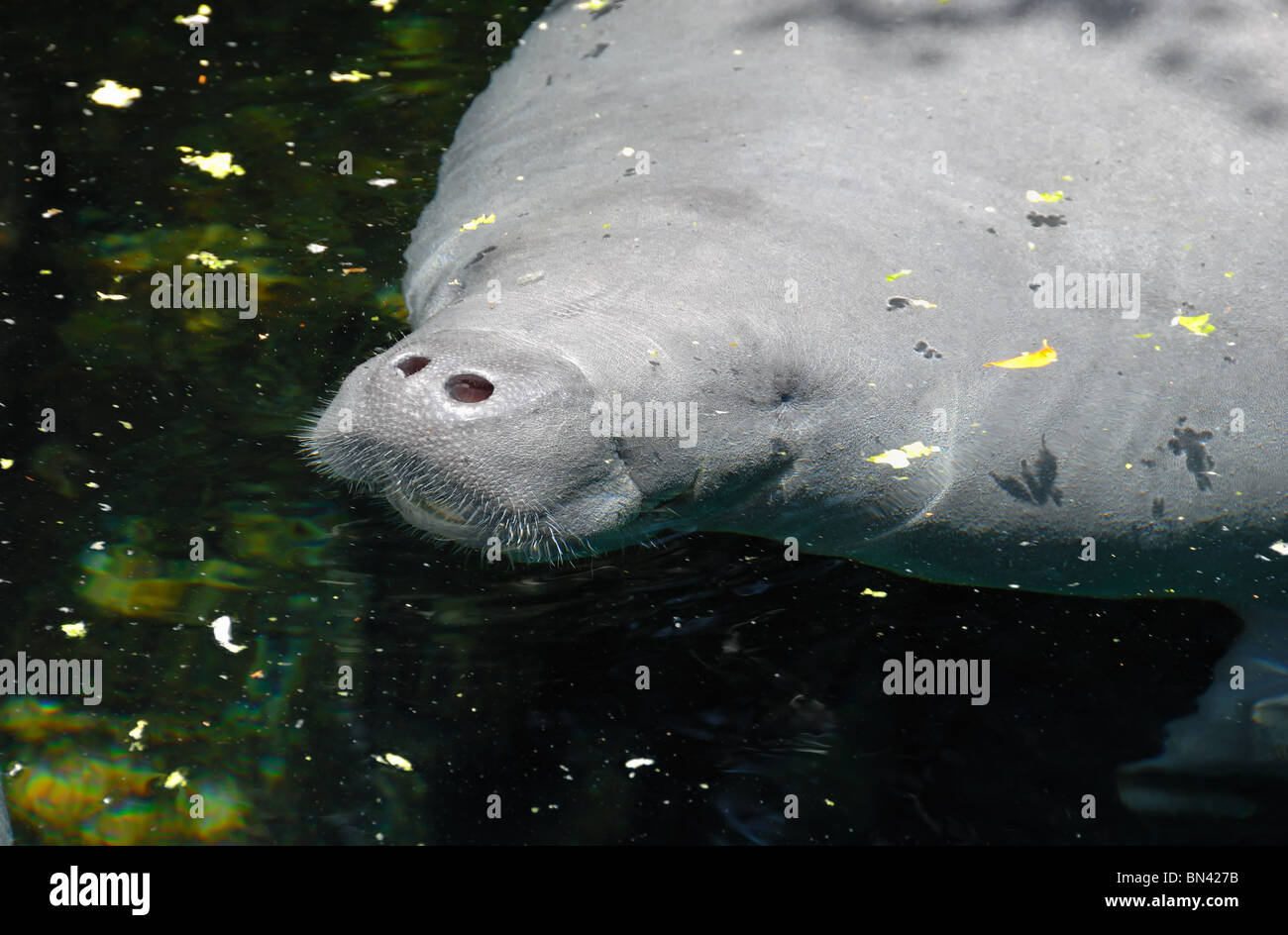 Trichechidae lamantins (famille, genre Trichechus) sont grandes, entièrement aquatique, principalement des mammifères marins herbivores Banque D'Images