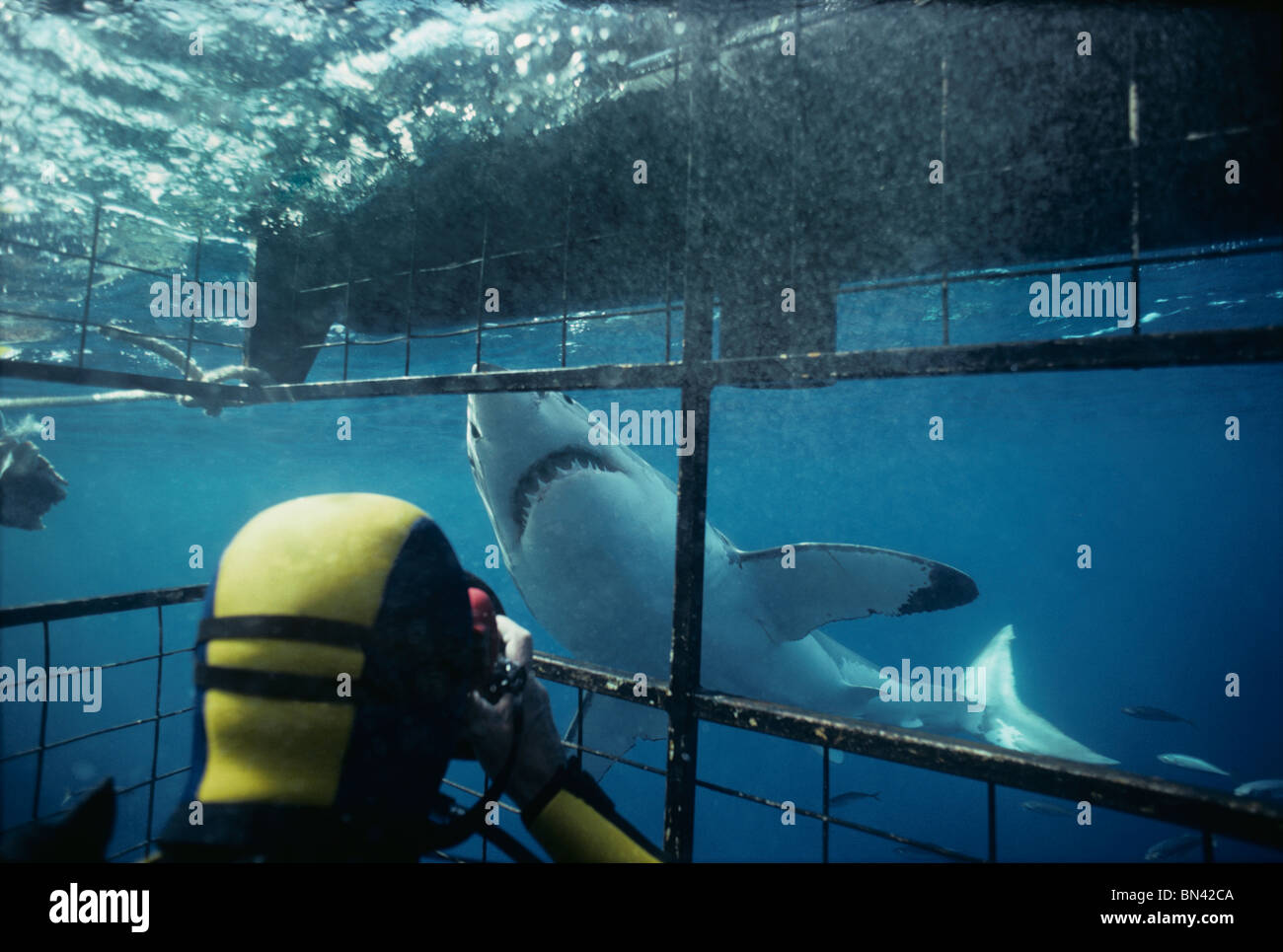 Tournage plongeur Grand requin blanc (Carcharodon carcharias) de protection de la cage de plongée requins dangereux, corail, l'Australie du Sud Banque D'Images
