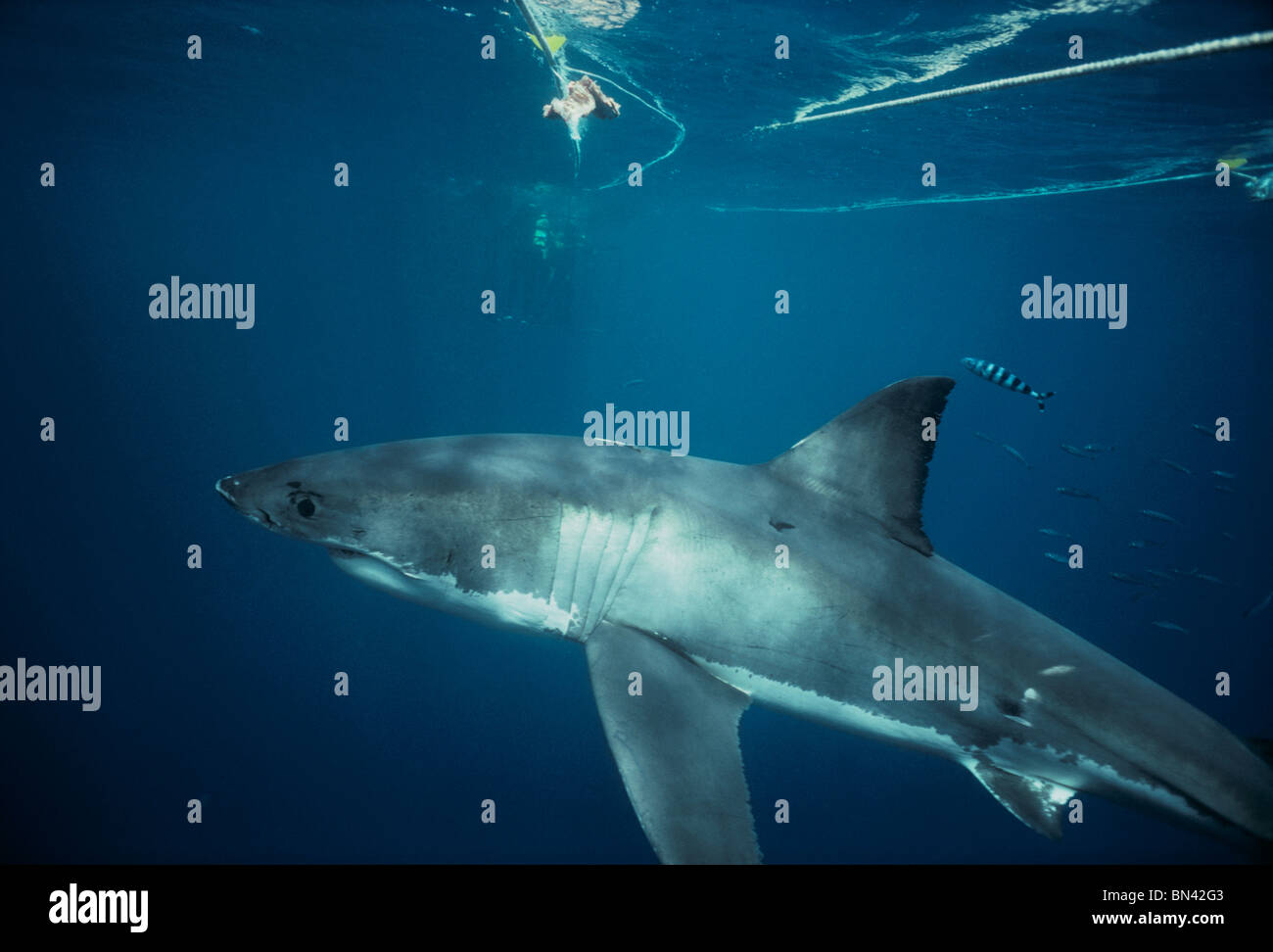 Poisson pilote (Naucrates ductor) Nager avec le grand requin blanc (Carcharodon carcharias), dangereux de corail, Australie du Sud Banque D'Images