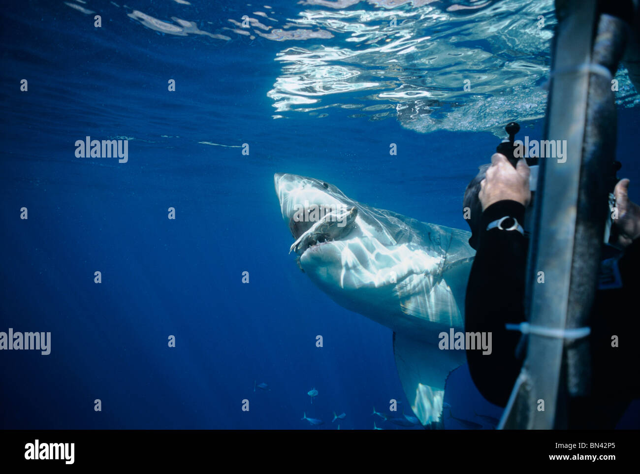 Diver photographing Grand requin blanc (Carcharodon carcharias) attaquer les appâts, thon, l'île Guadalupe Mexique - Océan Pacifique. Banque D'Images