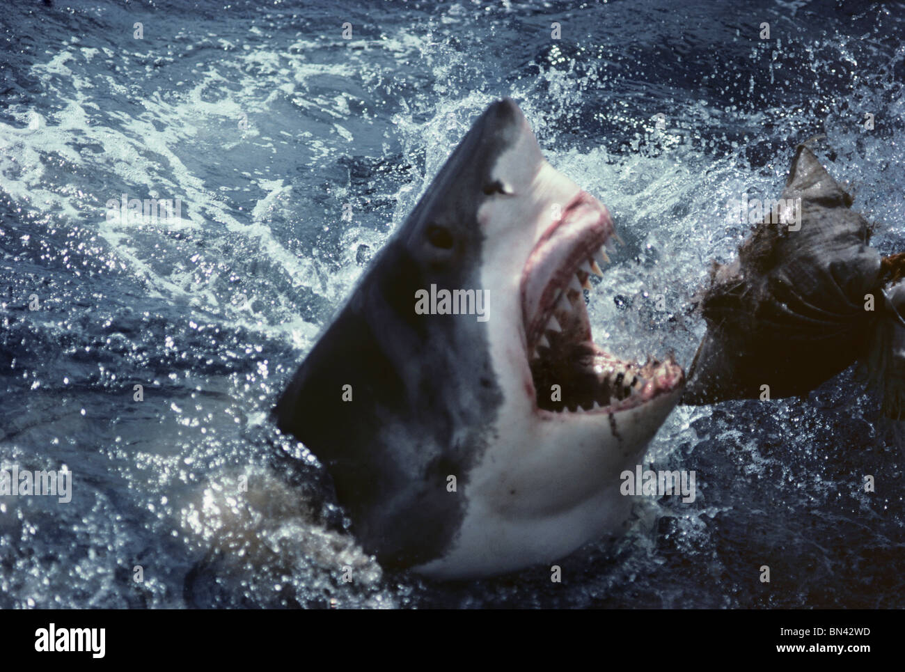 Grand requin blanc (Carcharodon carcharias) attaquant sac d'appâts, dangereux Reef, dans le sud de l'Australie - Grande Baie australienne. Banque D'Images