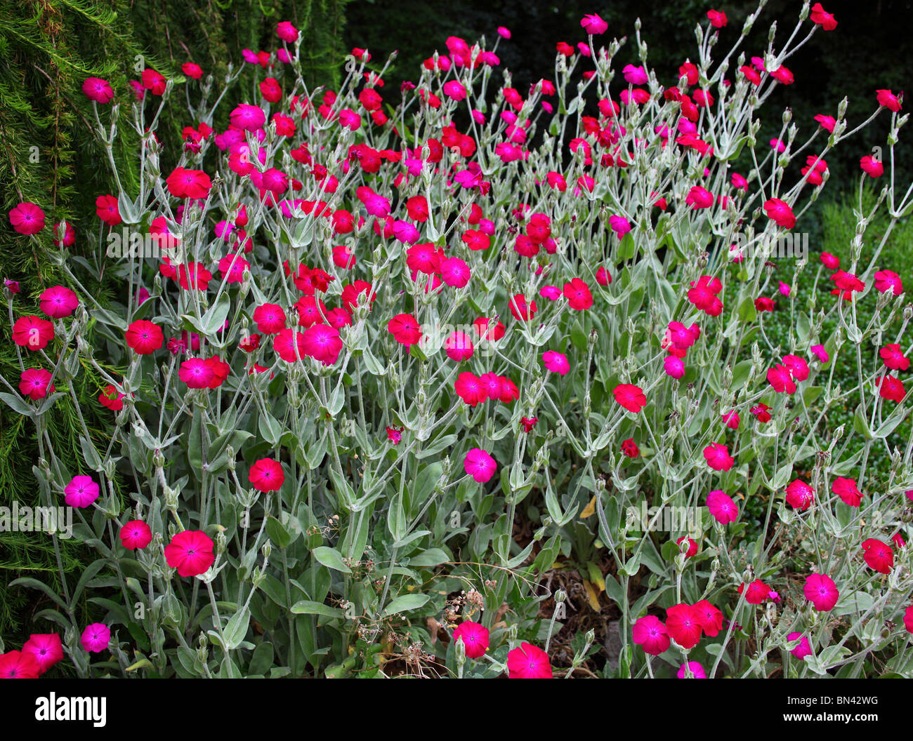 Rose campion Lychnis coronaria fleurs rouges Banque D'Images