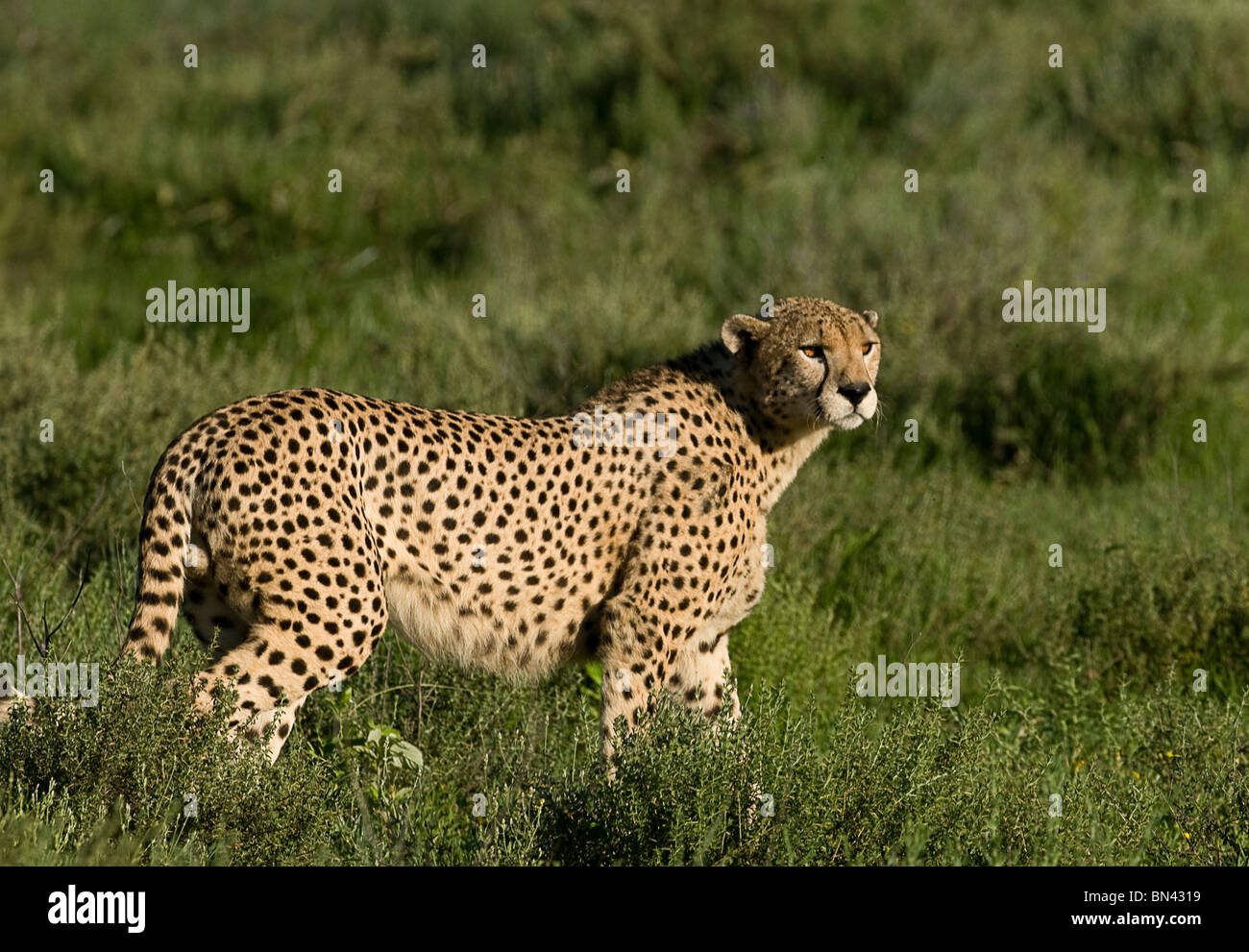 Cheetah d'alerte permanent dans l'herbe à l'état sauvage, dans le Serengeti en Tanzanie Banque D'Images