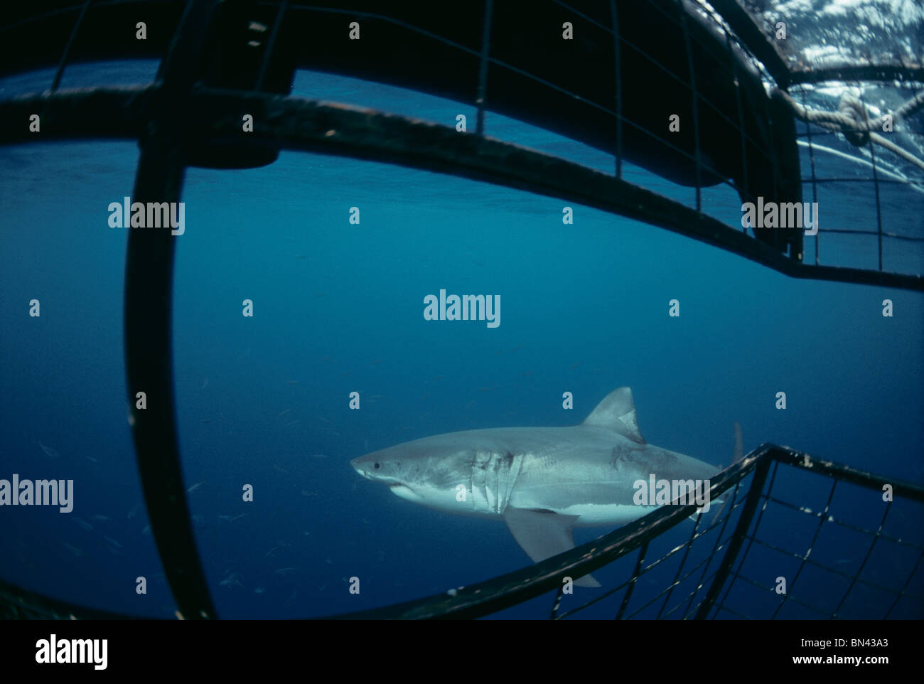 Grand requin blanc (Carcharodon carcharias) natation plongée requins de protection dernière cage, récif dangereux, l'Australie du Sud Banque D'Images