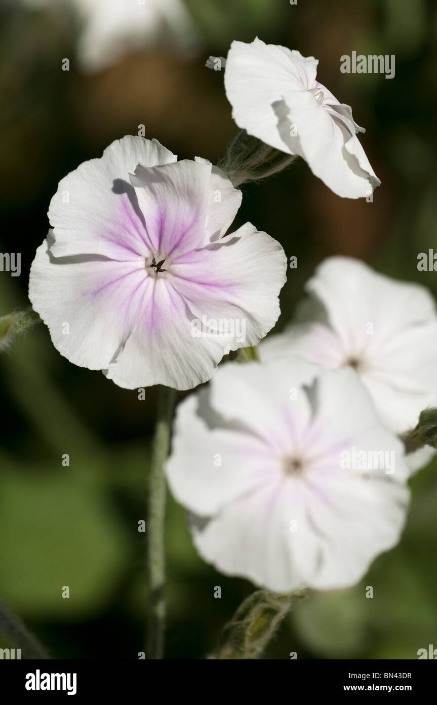 Lychnis coronaria 'Angel's Blush', en fleurs Banque D'Images