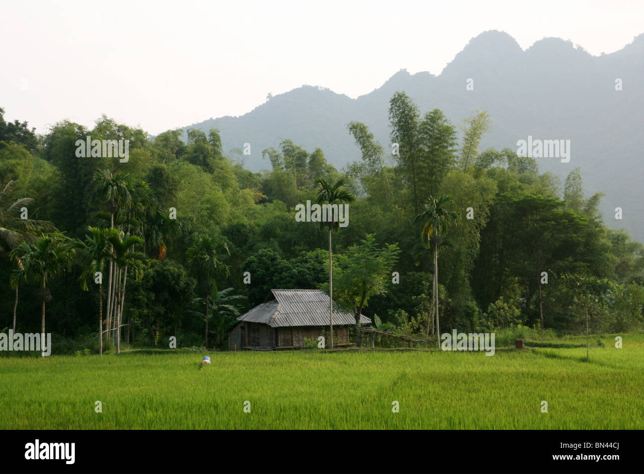 Champ de riz et en bois maison sur pilotis dans la Vallée de Mai Chau, Vietnam Banque D'Images