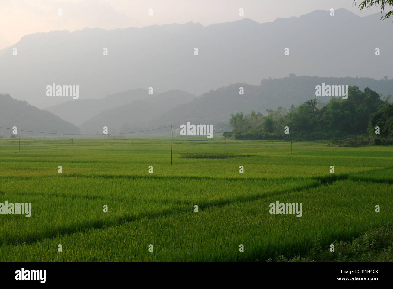 Champ de riz au Vietnam Banque D'Images