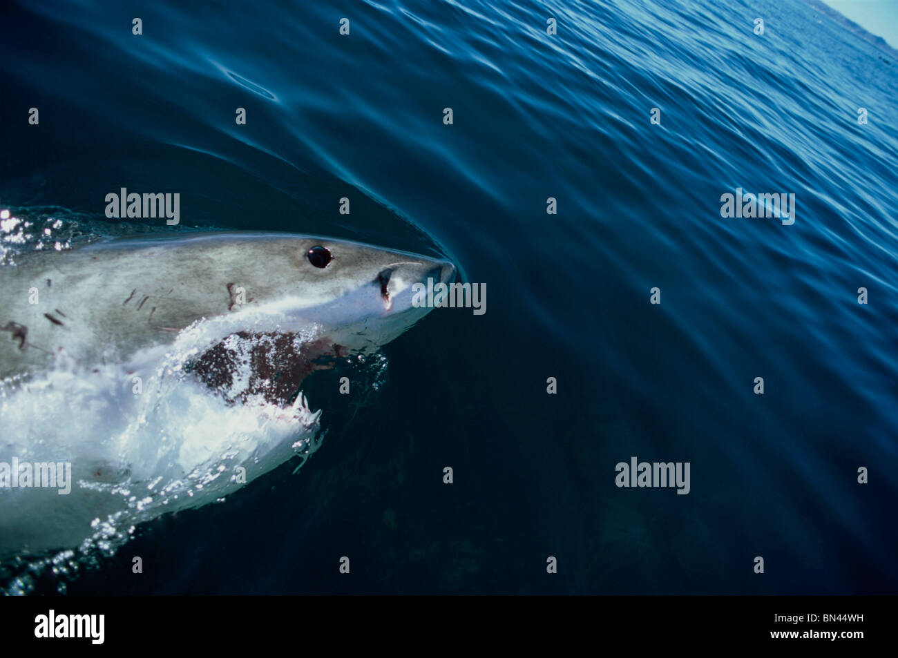 Grand requin blanc (Carcharodon carcharias), Dyer Island, Afrique du Sud - l'océan Atlantique. Banque D'Images