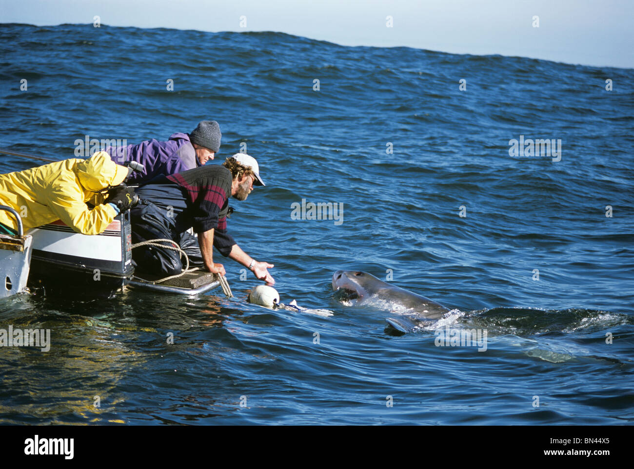 Andre Hartman tickling 'up' Grand requin blanc (Carcharodon carcharias) Banque D'Images