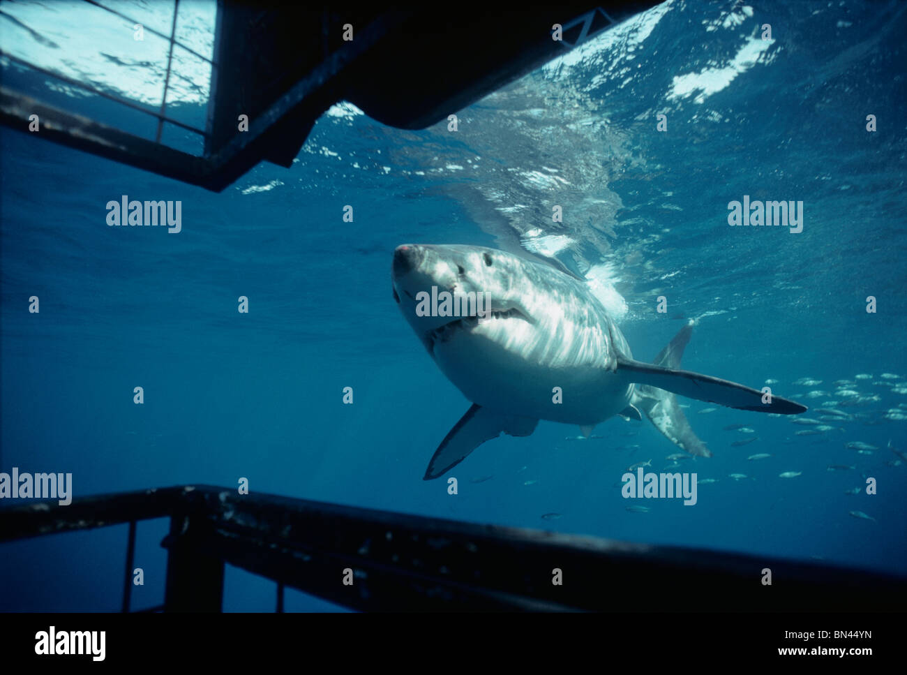 Grand requin blanc (Carcharodon carcharias) de protection de l'inspection, la cage de plongée de requin de récif dangereux, l'Australie du Sud Banque D'Images