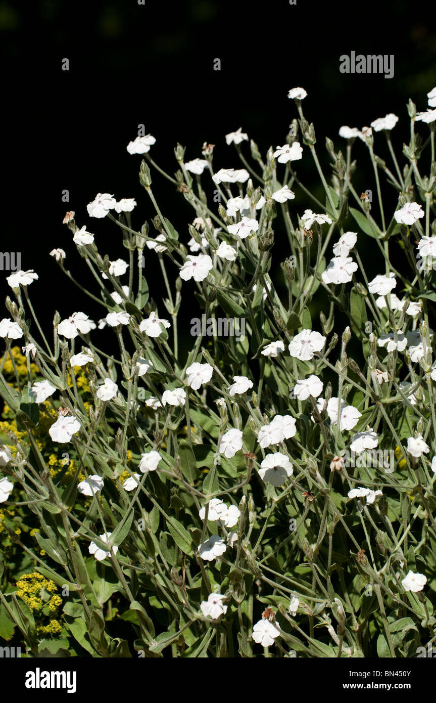 Lychnis coronaria 'Alba', White Rose Campion, en fleurs Banque D'Images