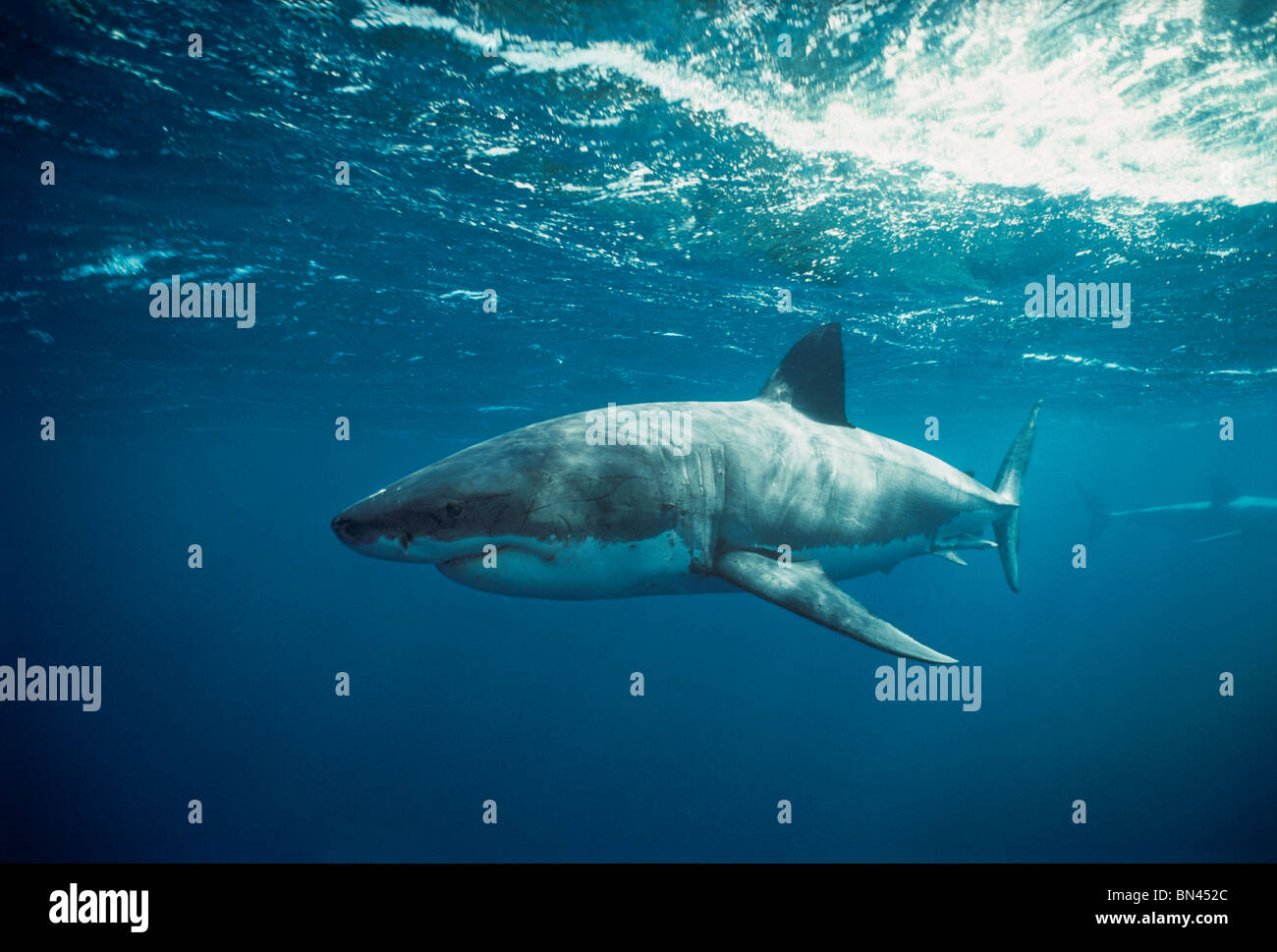 Grand requin blanc (Carcharodon carcharias), dangereux Reef, dans le sud de l'Australie - Grande Baie australienne. Banque D'Images